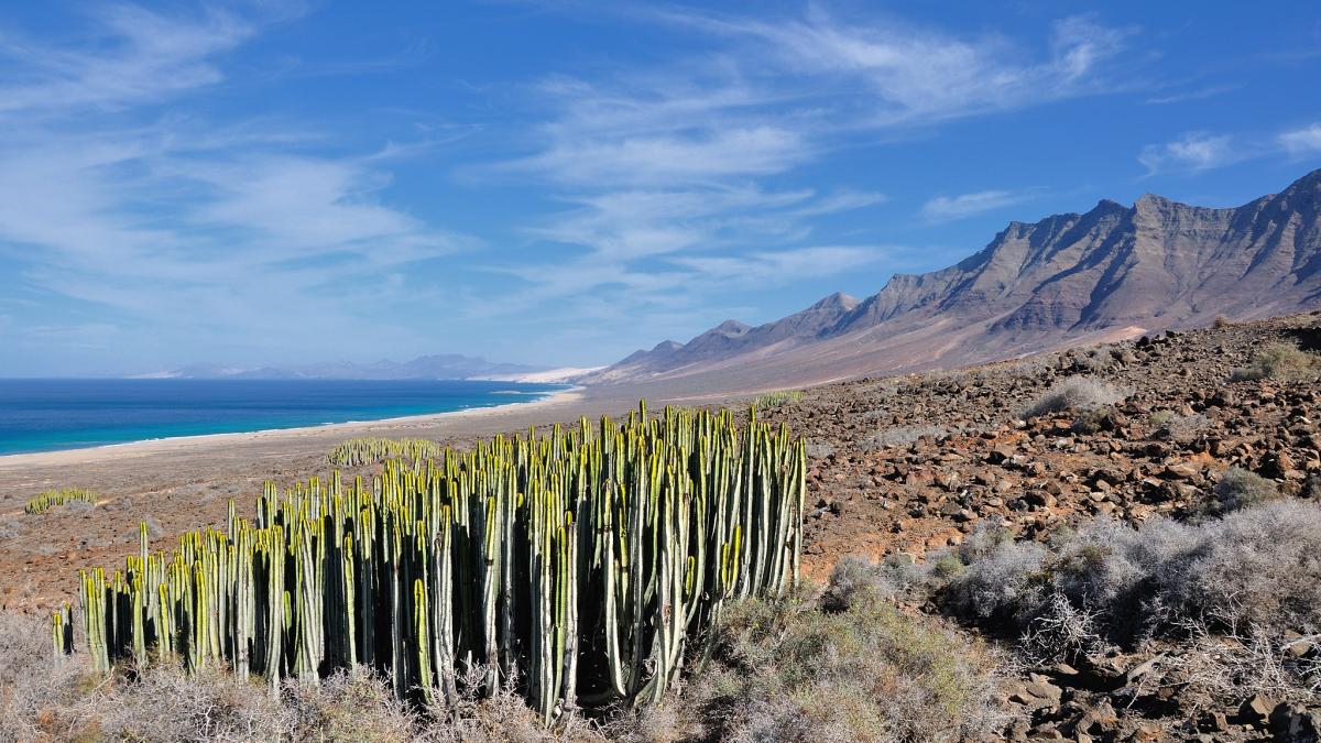Канарский молочай на Канарских островах