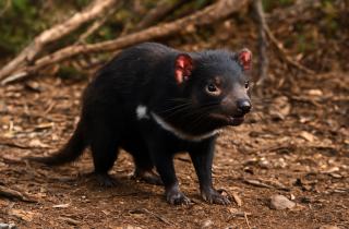 Тасмания сохранила первозданные ландшафты и усилила туристический интерес — travel.gr