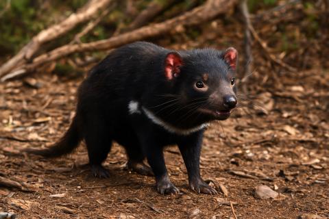Тасмания сохранила первозданные ландшафты и усилила туристический интерес — travel.gr