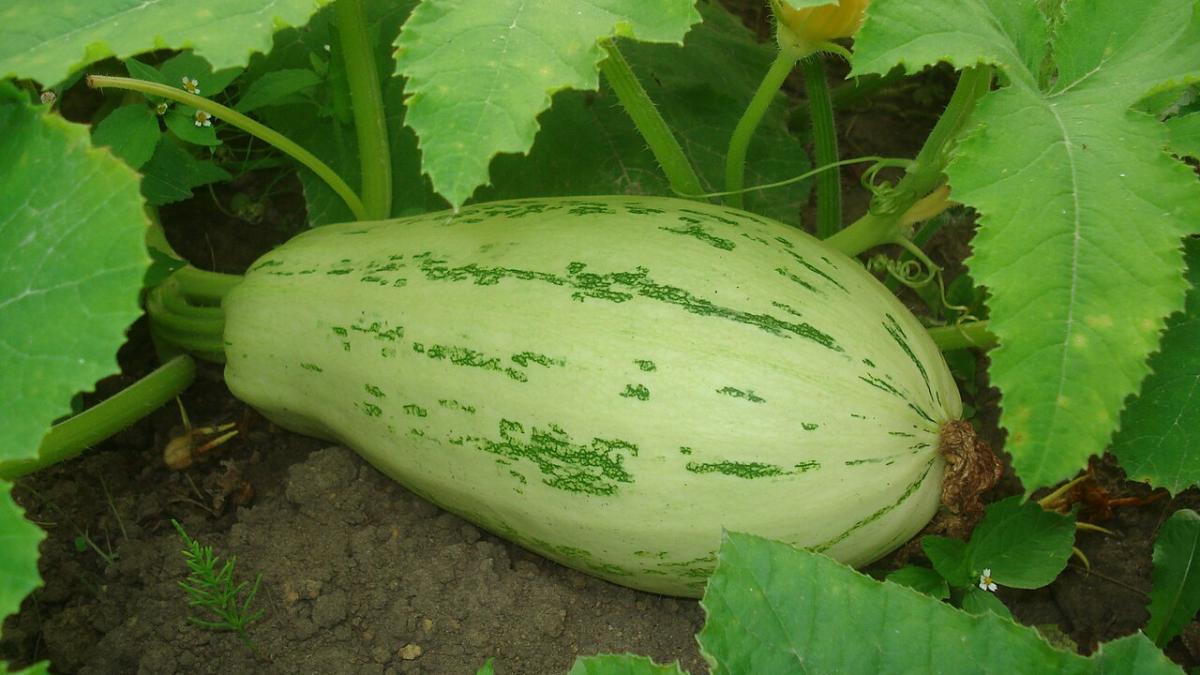 Кабачки