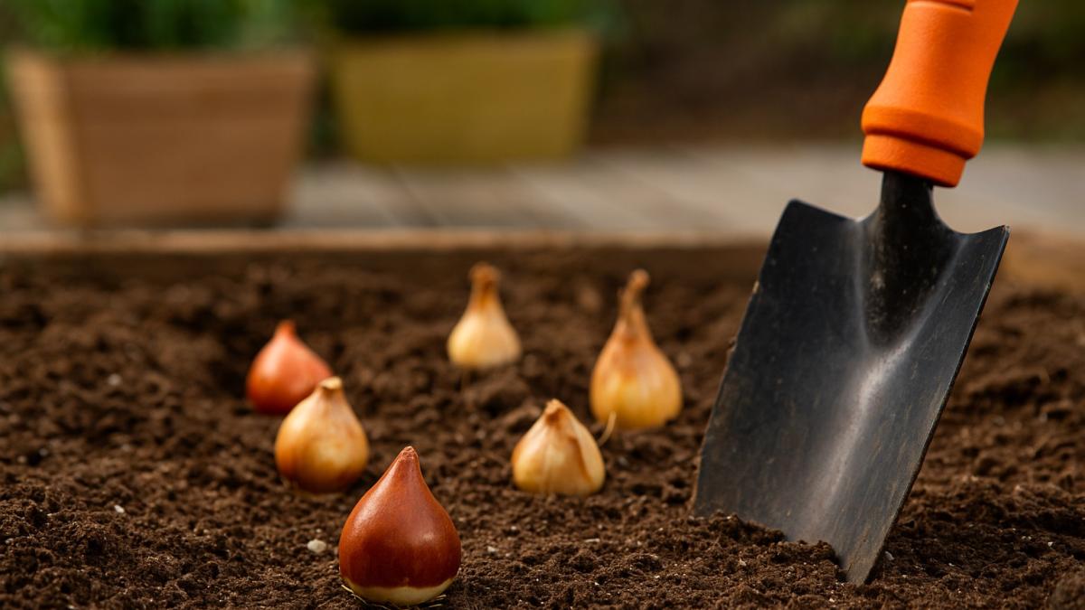 Посадка луковиц тюльпанов и нарциссов