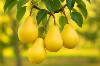 Зимняя обрезка груши облегчает восстановление дерева, отмечает специалист Кэти Брейнс