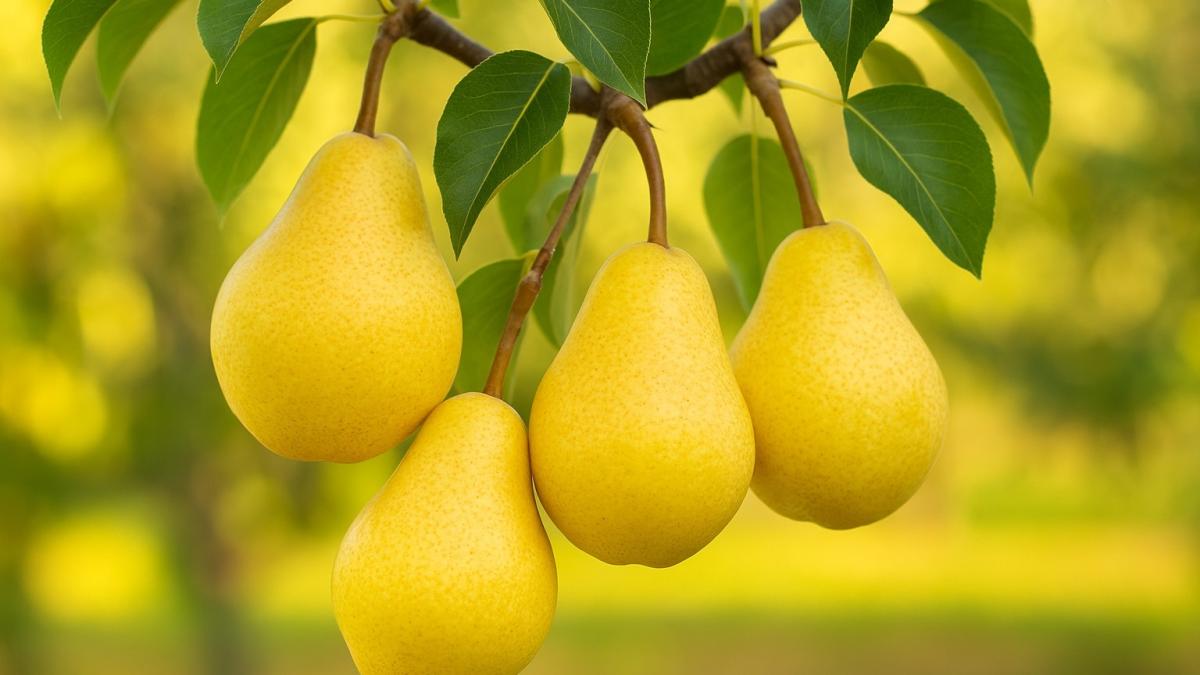 Груши на ветке