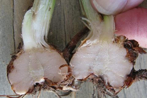 Добавил пару капель в воду — гладиолусы пережили зиму: соседи спрашивают, что за секрет