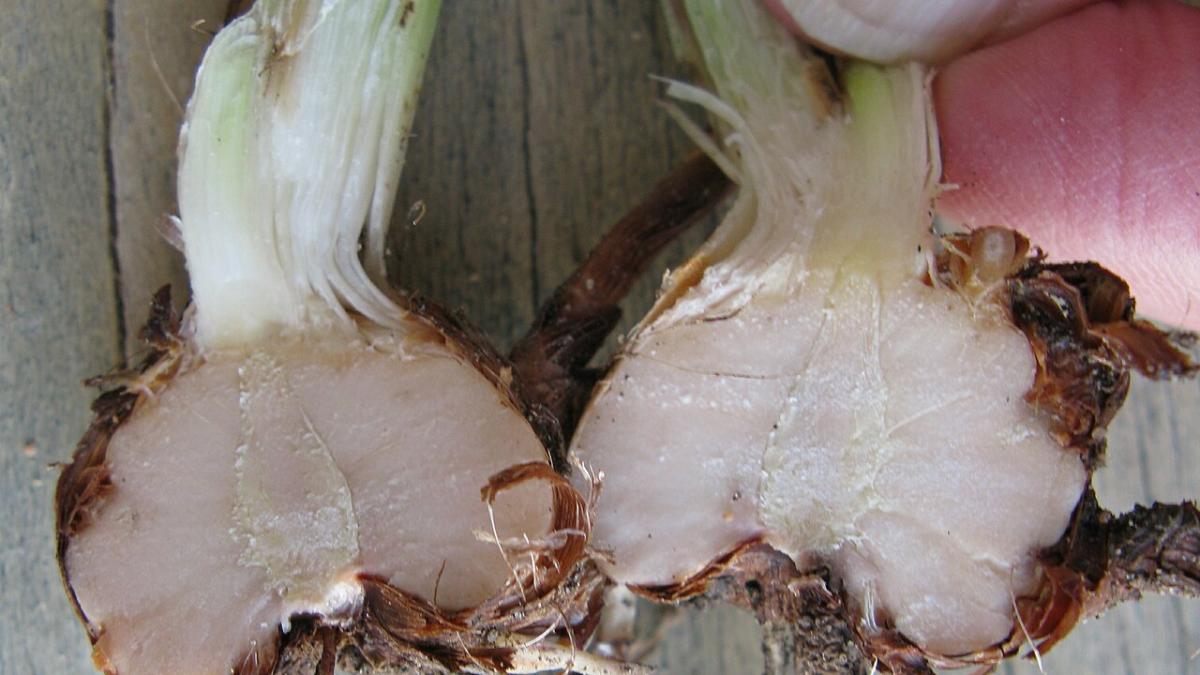 Луковица гладиолусов