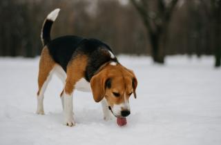 Сокращение светового дня вызвало гормональные сбои у собак — Зоул ветеринар