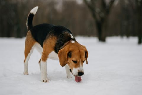 Сокращение светового дня вызвало гормональные сбои у собак — Зоул ветеринар