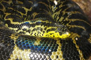 Учёные Университета Квинсленда обнаружили новый вид гигантской анаконды в Амазонке