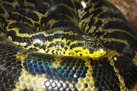 Учёные Университета Квинсленда обнаружили новый вид гигантской анаконды в Амазонке