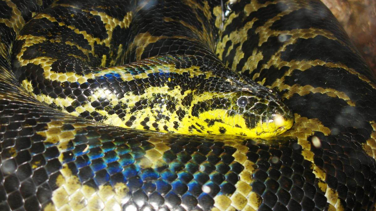 Парагвайская анаконда Гродно