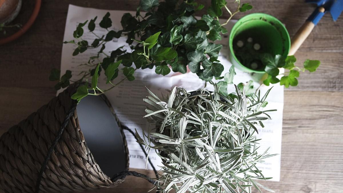 Пересадка комнатных цветов