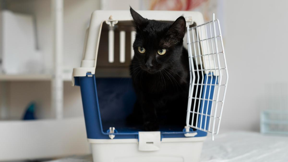 Кошка в переноске