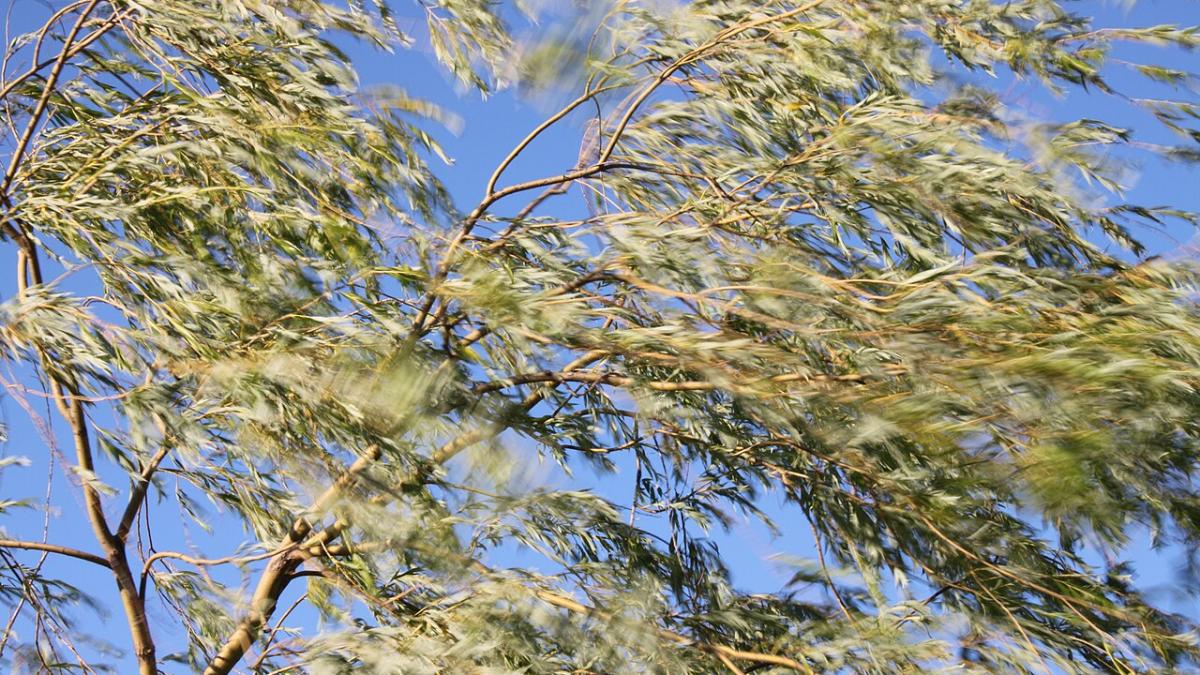 Ветер Ветер