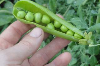 Солнечное место признано ключевым для урожайности гороха — Наталья Воронцова