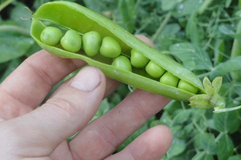 Солнечное место признано ключевым для урожайности гороха — Наталья Воронцова