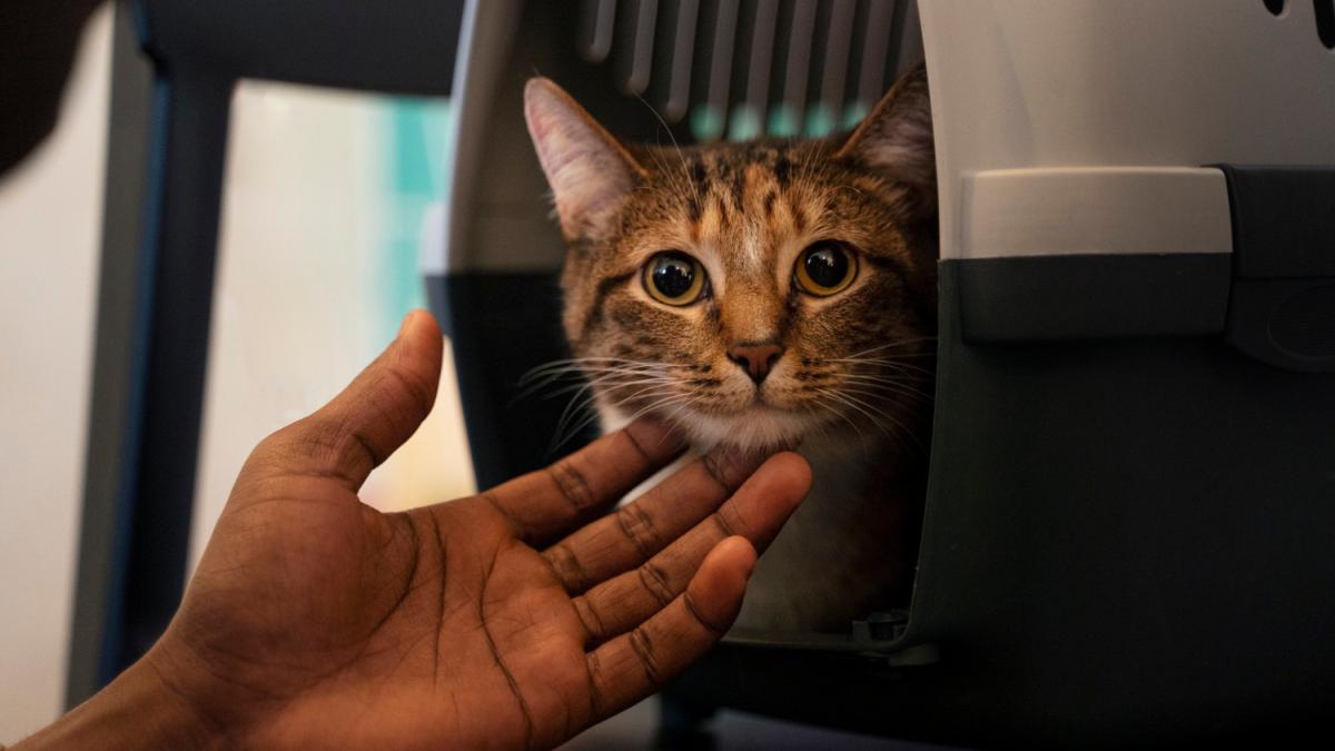 кошка в переноске