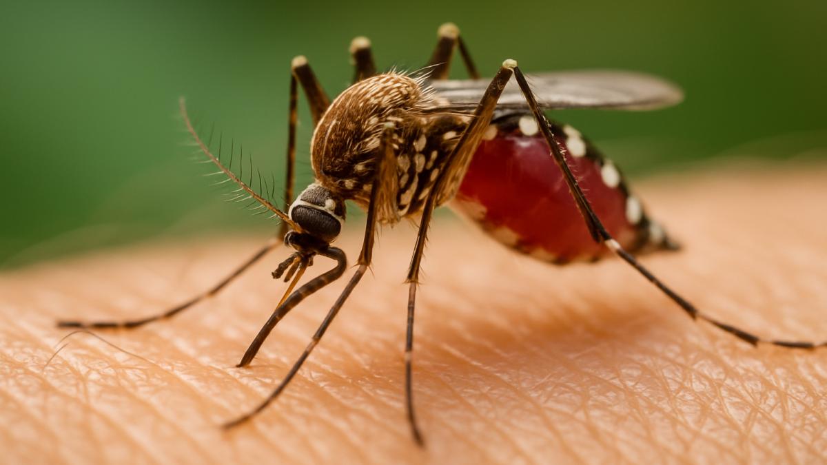 Комар и человек