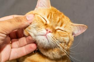 Перепады температуры усиливают линьку у домашних животных — Дмитриев