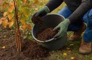Положил тонкий слой мульчи — и почва не промёрзла: жаль, раньше не знала
