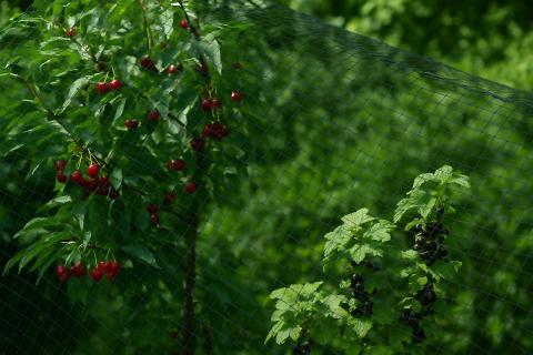 Осенняя обработка смородины снижает риск болезней — агроном Алексей Иванов