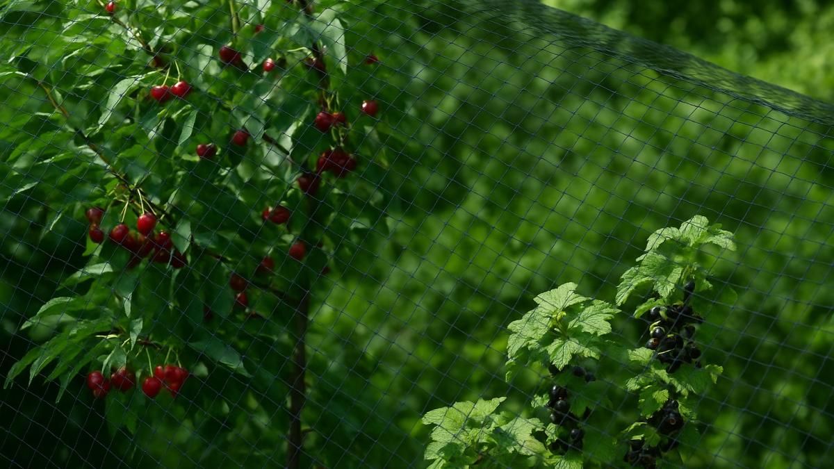 Защита урожая от птиц