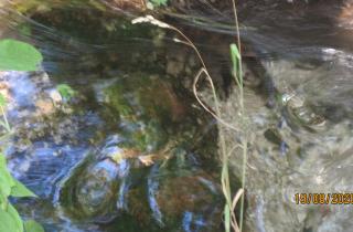 Серебро уберет бактерии, но не вредные вещества — эколог Рыбальченко