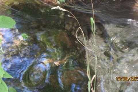 Серебро уберет бактерии, но не вредные вещества — эколог Рыбальченко