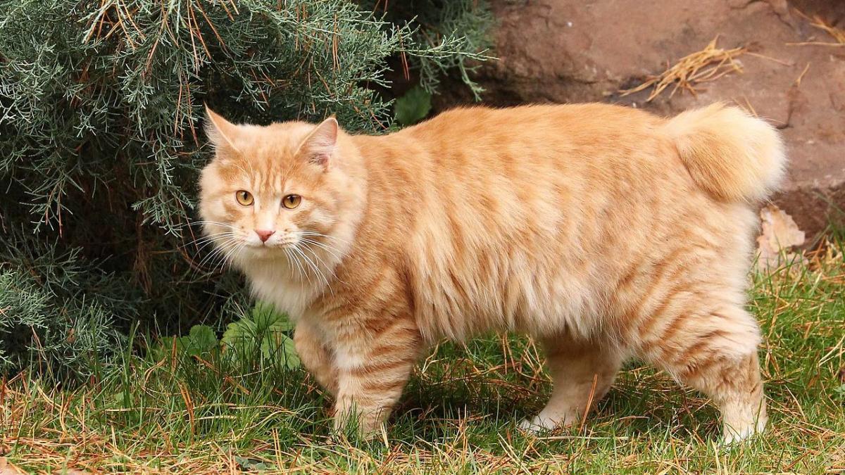 Курильский бобтейл