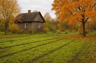 Собрала мох осенью — теперь использую его круглый год вместо покупных средств