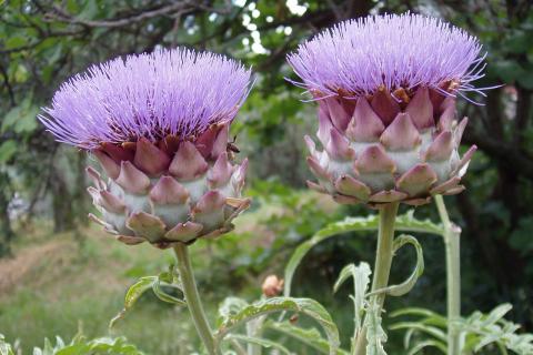 Свежие семена ускоряют прорастание артишока и повышают всхожесть — агрономы