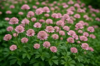 Завядшие цветы дают качественные семена для посева — садоводы