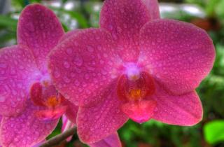 Застой воды вызывает гниение корней орхидеи при плотном субстрате