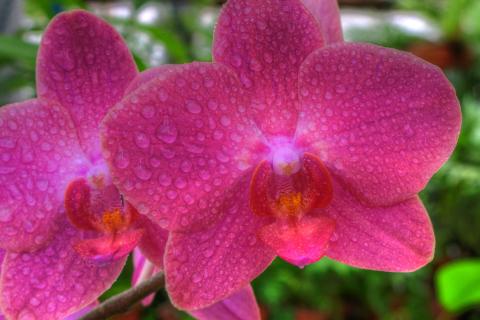 Застой воды вызывает гниение корней орхидеи при плотном субстрате