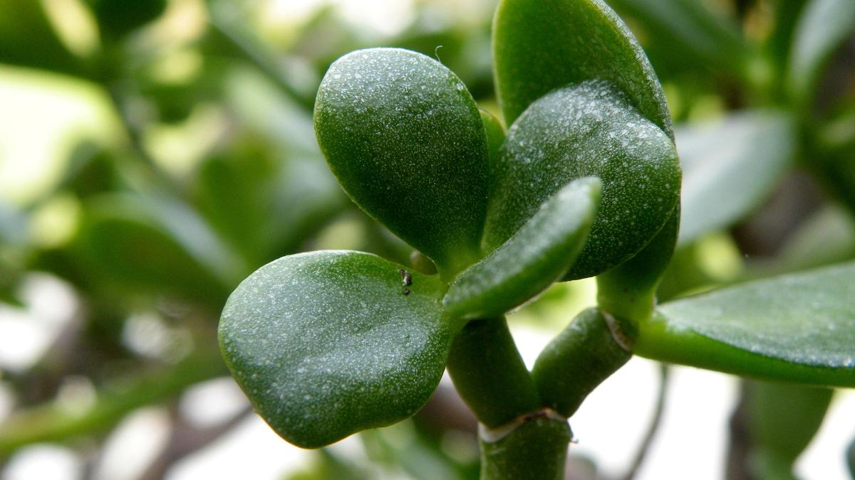 Толстянка, денежное дерево