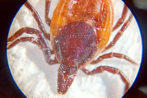 Тайга готовит коварный прием: даже один поход за грибами может обернуться месяцами в больничной палате