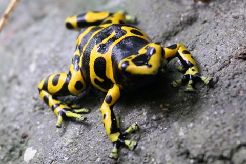 Золотистый древолаз: его яд может убить десятерых людей за несколько минут, блокируя работу нервных клеток