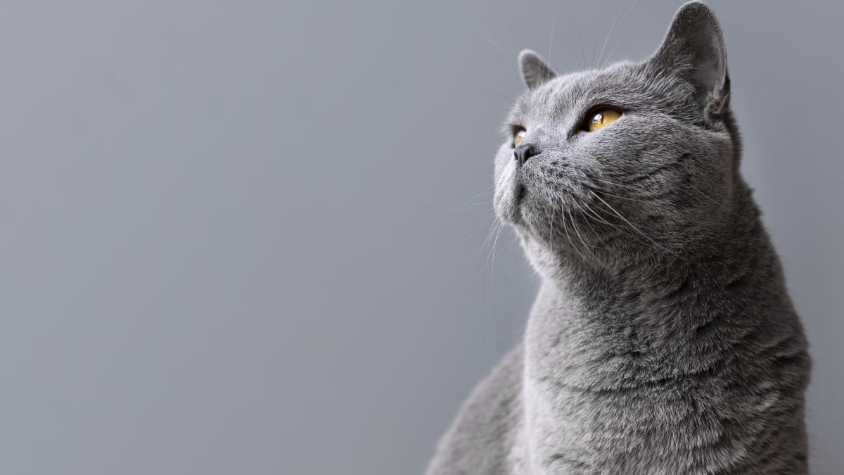 серая кошка серая кошка