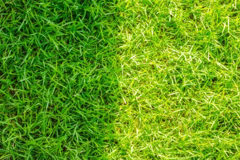 Высота стрижки в 5 см снижает риск вымерзания дёрна — специалисты уверяют