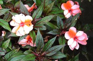 Осенние черенки бальзаминов успешно образуют корни — ботаники