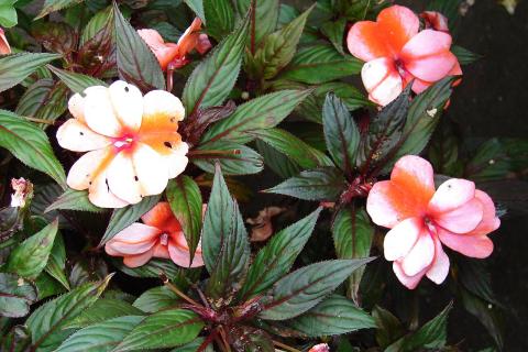 Осенние черенки бальзаминов успешно образуют корни — ботаники