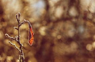 Зимующие сорняки могут защищать почву от эрозии и улучшать её структуру