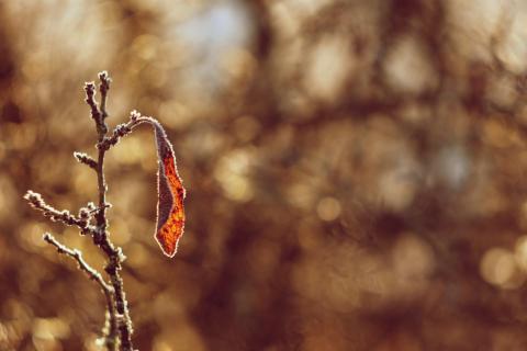 Зимующие сорняки могут защищать почву от эрозии и улучшать её структуру