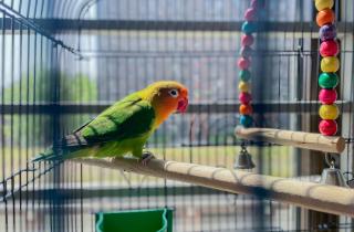 Волнистые попугаи спят 10-14 часов в сутки — эксперты