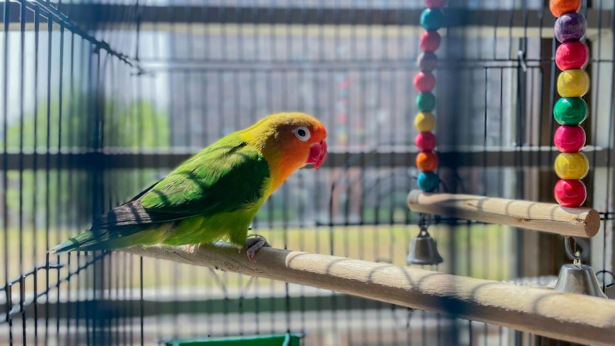 Птица (попугай) в клетке