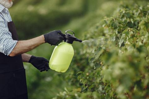 Прополис признан экологичной альтернативой химическим препаратам в садоводстве Прополис признан экологичной альтернативой химическим препаратам в садоводстве