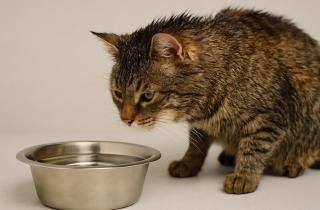 Фонтанчики повышают интерес кошек к воде — Galeriae Spana