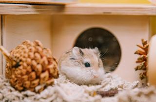 Сбежавшего хомяка нужно искать вдоль стен и в темных углах — ветеринар