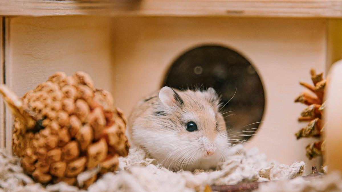 Домик для хомяка