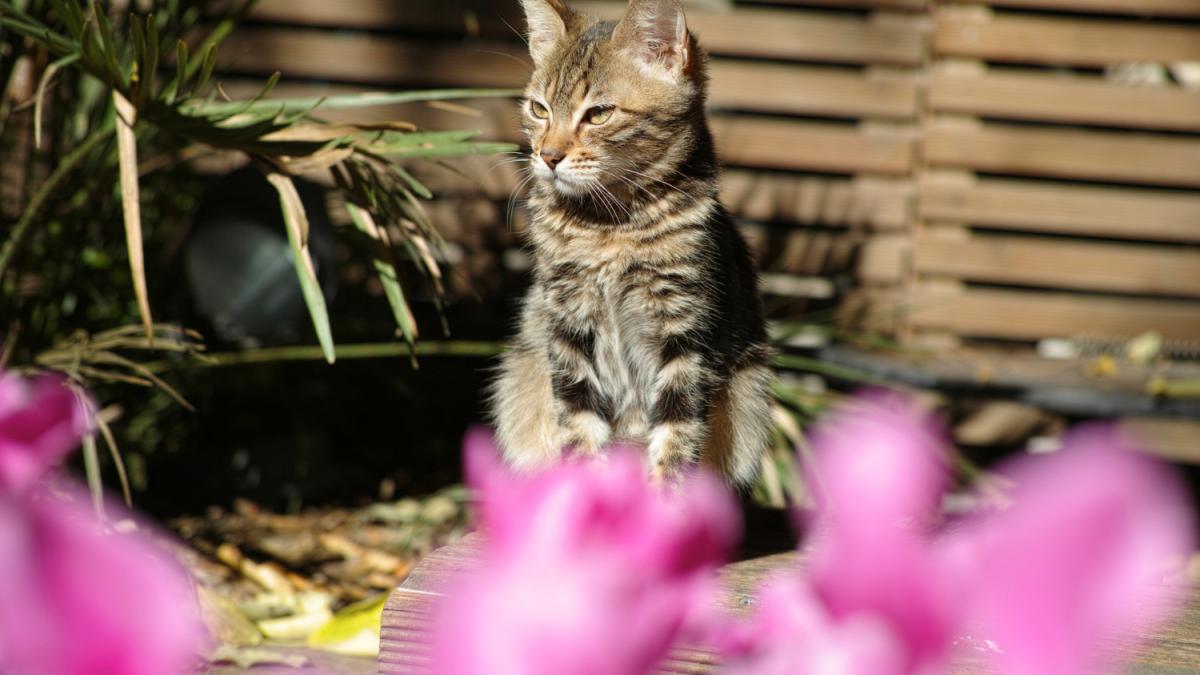Кошка в саду