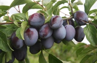 Проращивание косточек сливы признано эффективным способом выращивания морозостойких деревьев